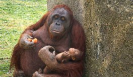 Madre y cría orangután Zoo Aquarium de Madrid Madre y cría orangután Zoo Aquarium de Madrid