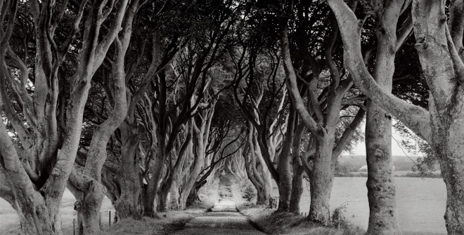 Dark Hedges, Ballymoney, Co. Antrim