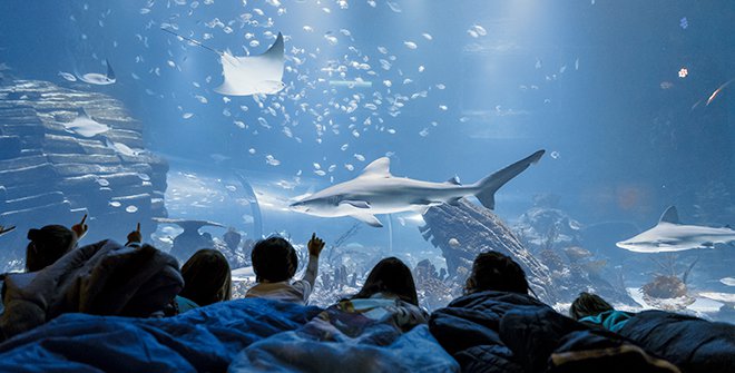 Durmiendo entre tiburones. Atlantis Aquarium