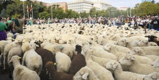 Fiesta de la Trashumancia 2025