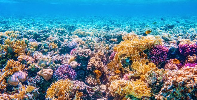Somos agua - Arrecife de coral