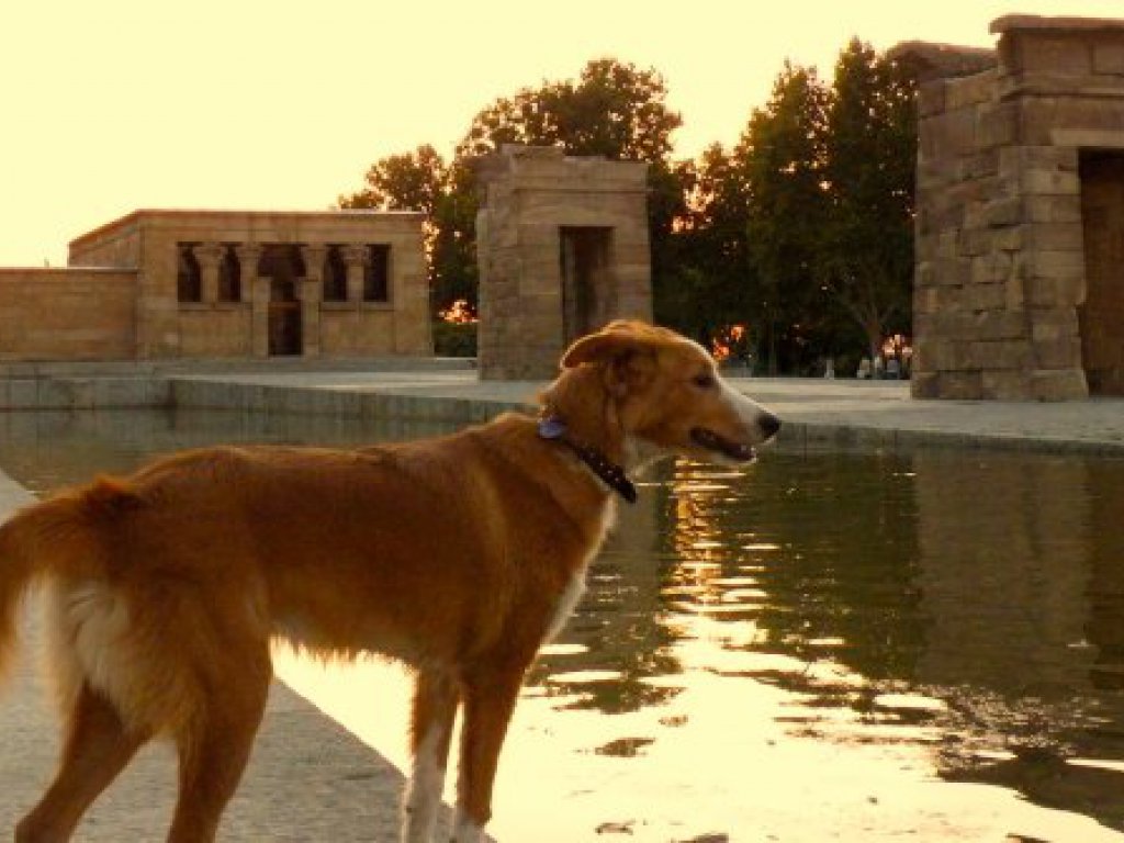 Viajar con perro a Madrid