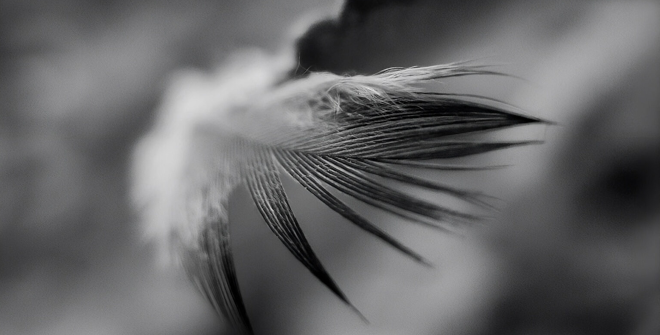 Fragmento de wing of desire, de Juegos de Jardín, de Sergio de Luz.