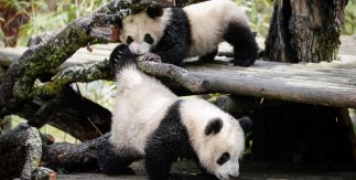 Gemelos panda del Zoo Aquarium de Madrid. 21 marzo 2022