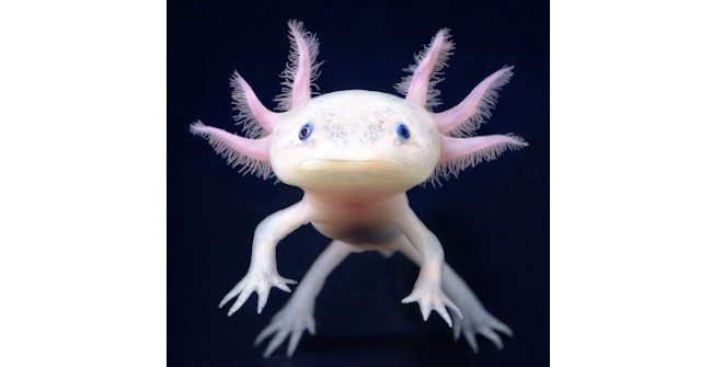Emociones en peligro. Fotografías de Tim Flach