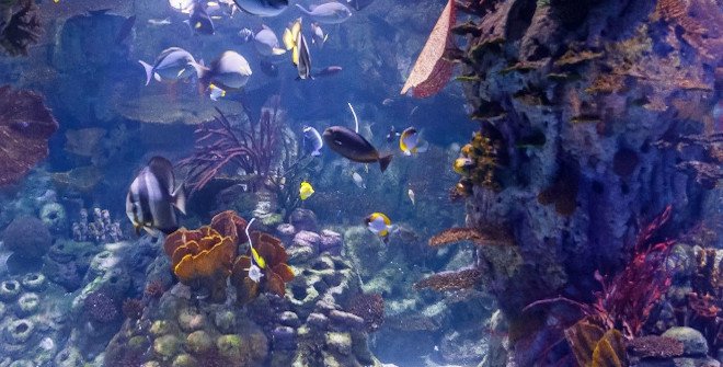 Atlantis Aquarium Madrid Atlantis Aquarium Madrid