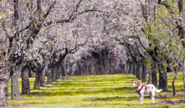 Almendros en la Quinta de los Molinos