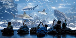 ¡Celebra Halloween en Atlantis durmiendo entre tiburones!