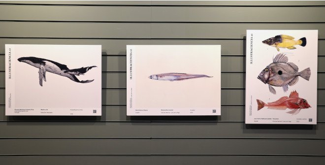 Illustraciencia 13