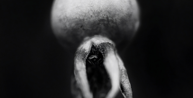 Fragmento de Octopussy, de Juegos de Jardín, de Sergio de Luz.