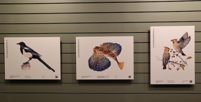 Illustraciencia 13