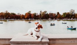 Viajar con perro a Madrid