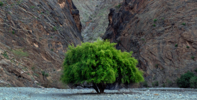 Imágenes de la tierra de Omán 