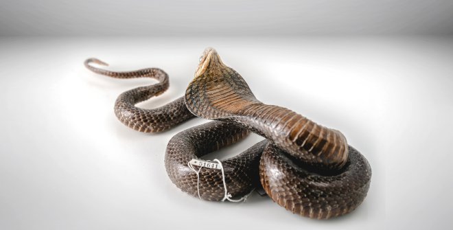 De brebajes y serpientes