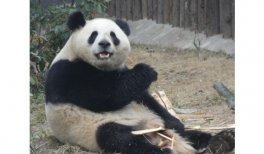 La panda Zhu Yu (25/10/2020), la hembra de la nueva pareja de pandas procedentes de la Base de Investigación de Cría del Panda Gigante de Chengdu (24 abril 2024)