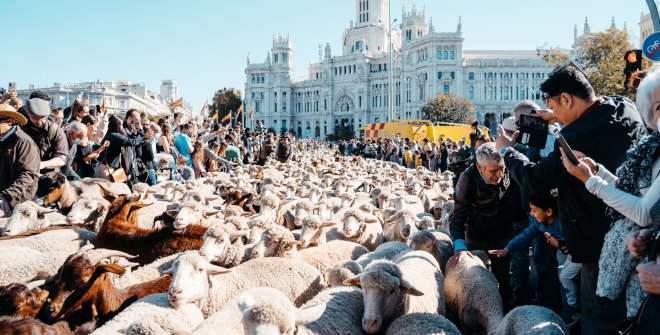 Fiesta de la Trashumancia Madrid 2021. © Emilia Picazo