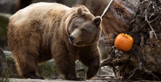Un Halloween en familia en el Zoo Aquarium de Madrid