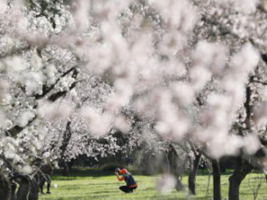 Almendros en flor en la Quinta de los Molinos de Madrid. 19 febrero 2024