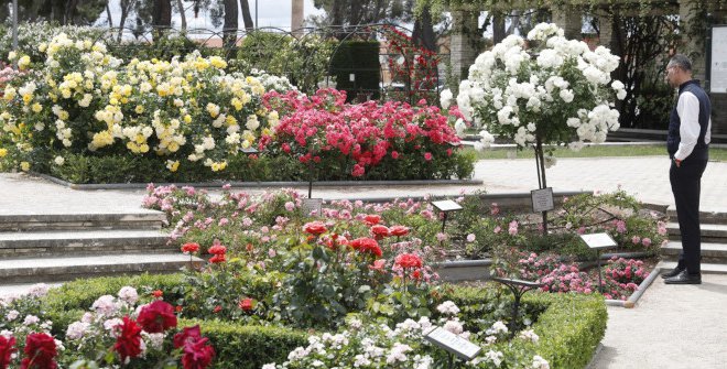 XXVI Concurso Popular Rosas Nuevas Villa de Madrid