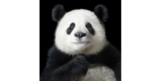 Emociones en peligro. Fotografías de Tim Flach