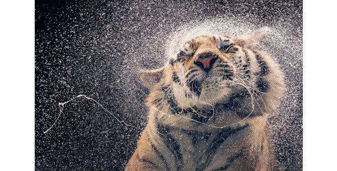 Emociones en peligro. Fotografías de Tim Flach
