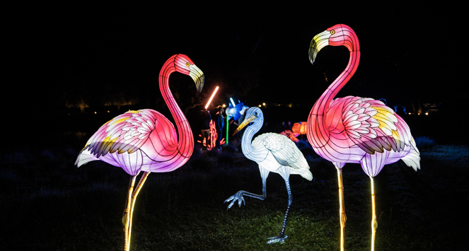 Como Do Flamingo conseguiu a Mera Mera no Mi? – Portal Piece