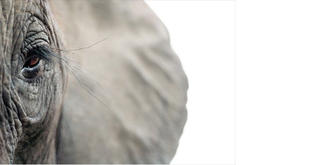Emociones en peligro. Fotografías de Tim Flach