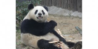 La panda Zhu Yu (25/10/2020), la hembra de la nueva pareja de pandas procedentes de la Base de Investigación de Cría del Panda Gigante de Chengdu (24 abril 2024)