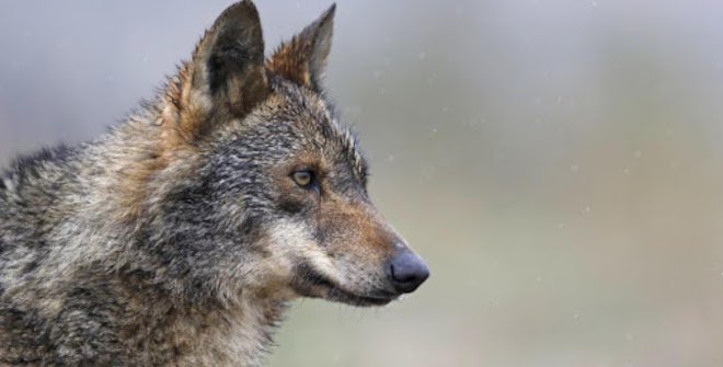 El Aullido del Lobo