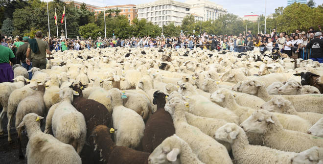 Fiesta de la Trashumancia 2026