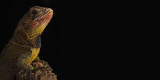 Evolución - Enyalioides heterolepis. Roberto García-Roa