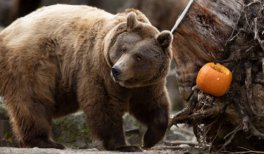 Un Halloween en familia en el Zoo Aquarium de Madrid