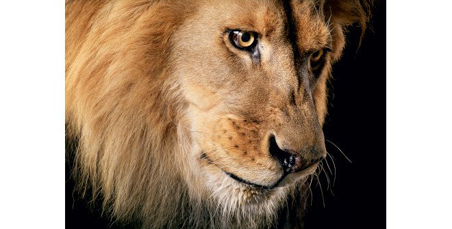 Emociones en peligro. Fotografías de Tim Flach