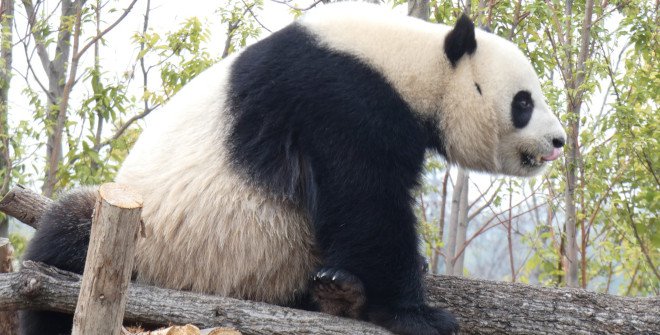El panda Jin Xi (1/9/2020, el macho de la nueva pareja de pandas procedentes de la Base de Investigación de Cría del Panda Gigante de Chengdu (24 abril 2024)