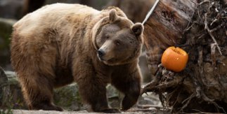 Un Halloween en familia en el Zoo Aquarium de Madrid
