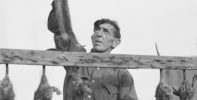 Un trampero español colgando ratas almizcleras.” Saint Bernard Parish, Luisiana Marion Post Wolcott, 1941​​​​​​​