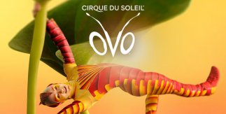 OVO - Cirque du Soleil