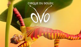 OVO - Cirque du Soleil