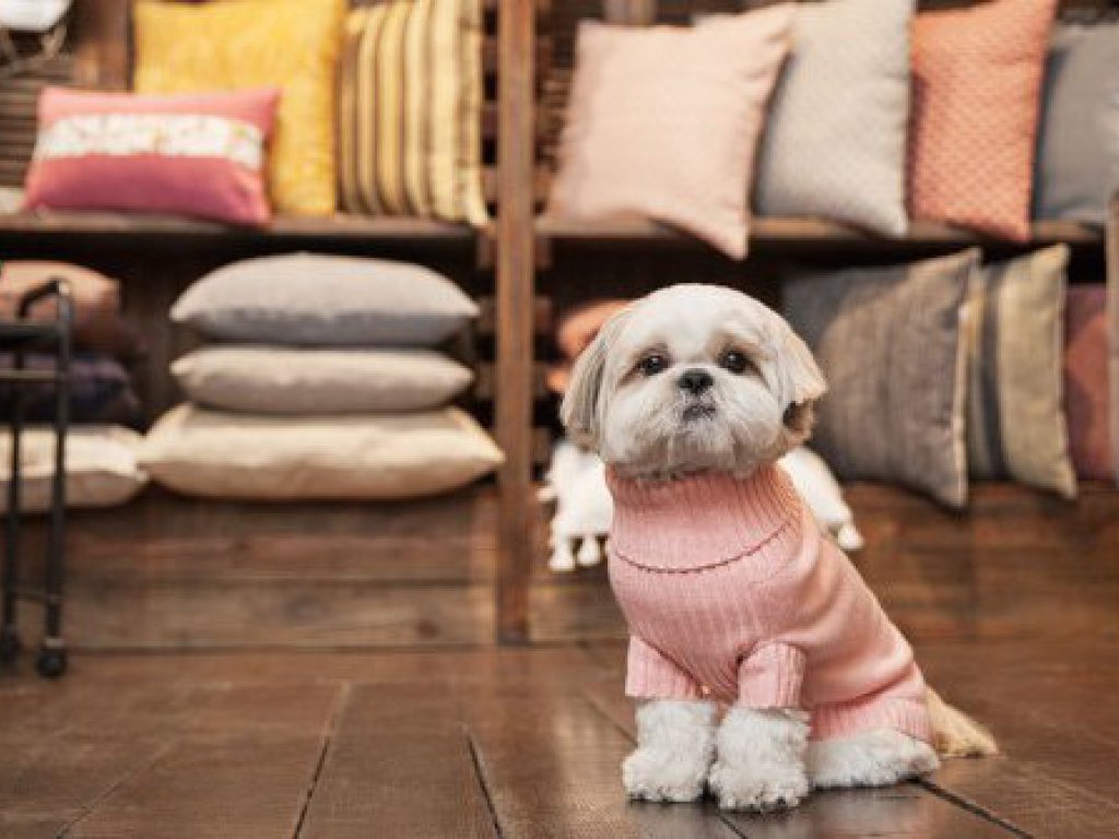 Planes en Madrid con perro - Mascoboutique