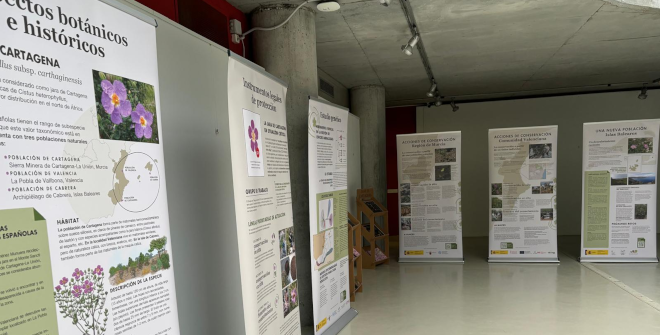 La jara de Cartagena. Única planta española en situación crítica