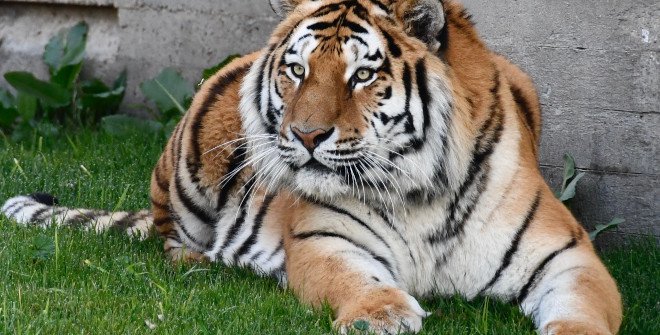 Tigre siberiano en el Zoo Aquarium de Madrid