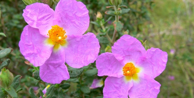 Jara de Cartagena (Cistus heterophyllus subsp. carthaginensis)