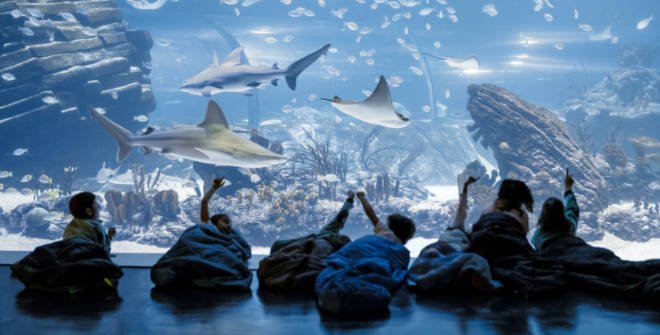 ¡Celebra Halloween en Atlantis durmiendo entre tiburones!